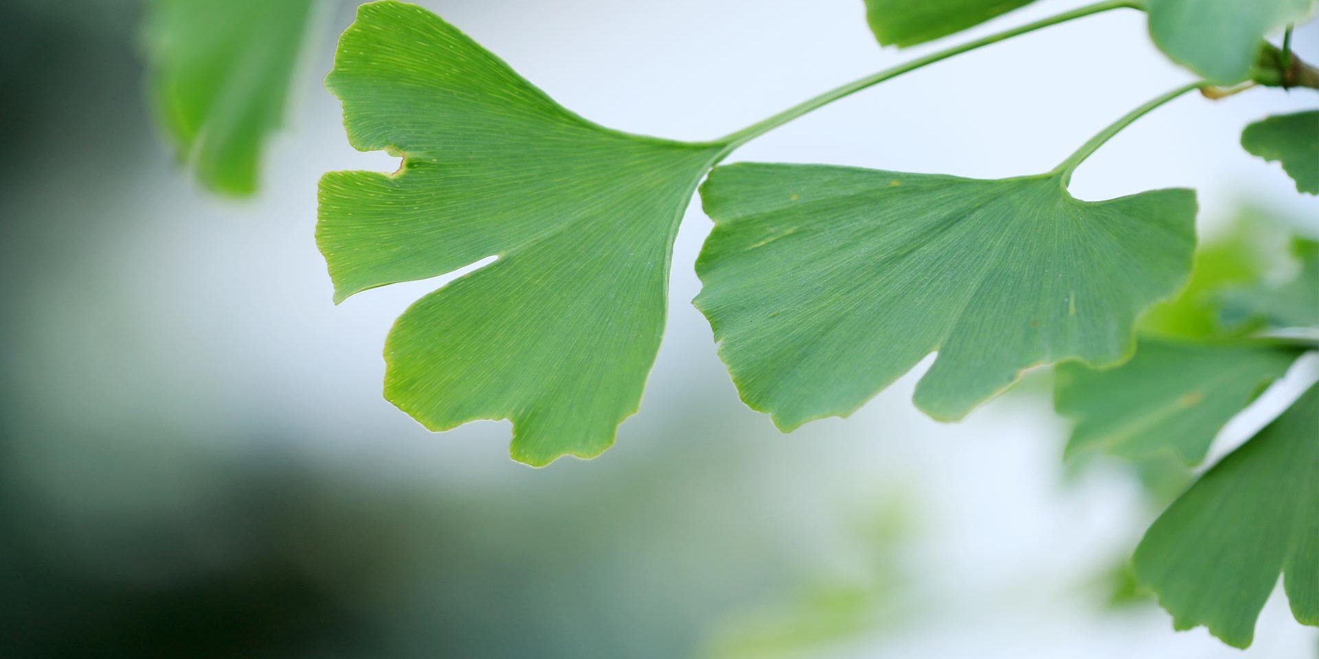 Gingko Blätter