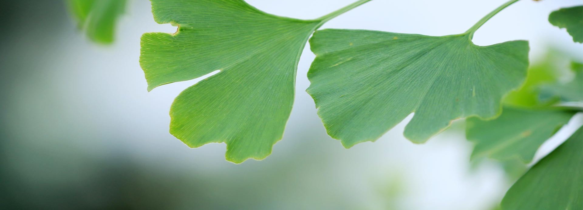 Gingko Blätter